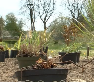 Plant staudene Plant staudene